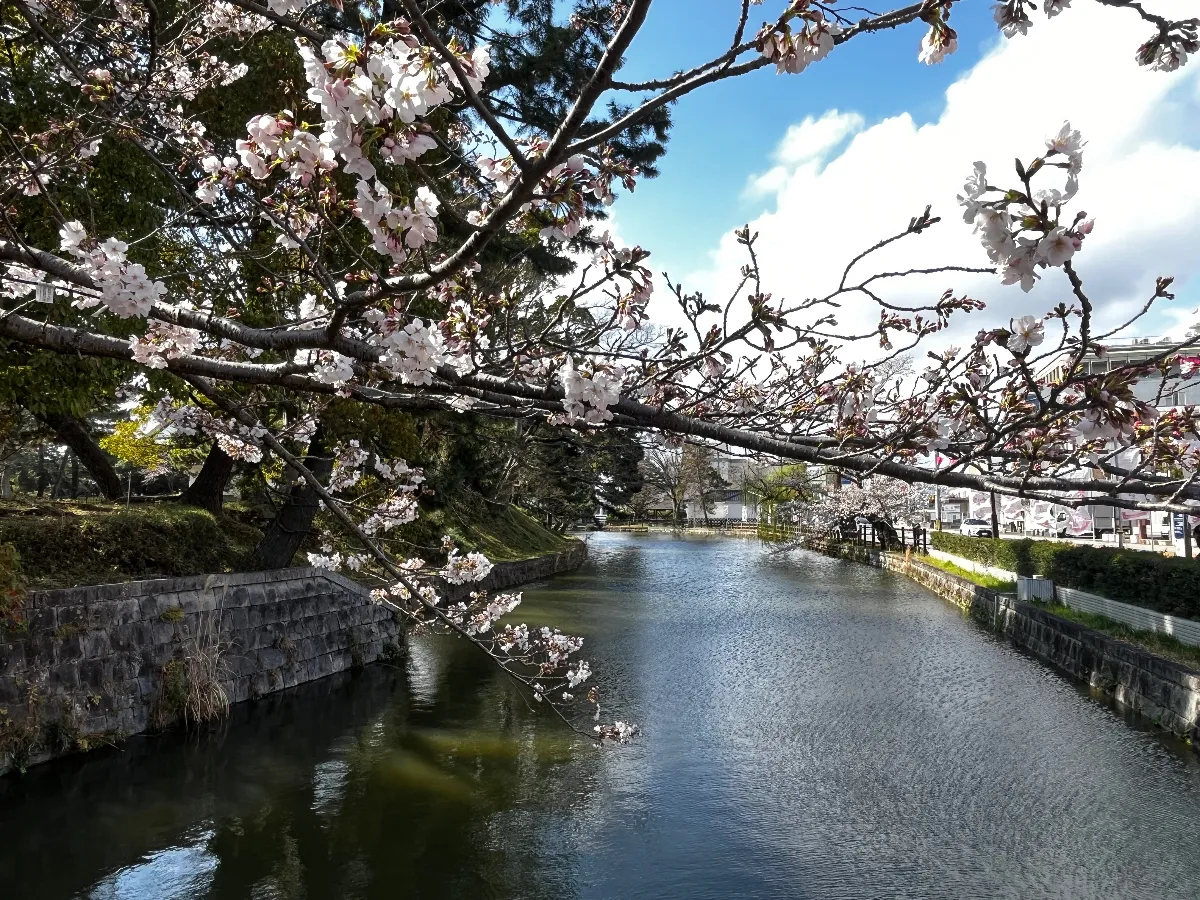桜の季節。
亀城公園の桜。 - 画像3
